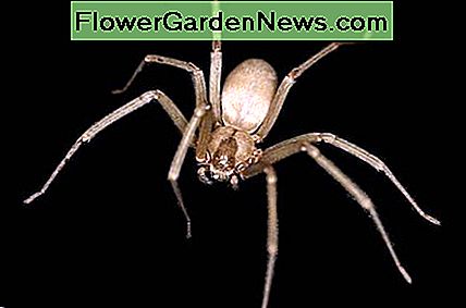 Raudonas vikšrinis voras Brown Recluse spider