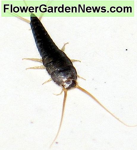 Sidabrinė žuvis Silverfish