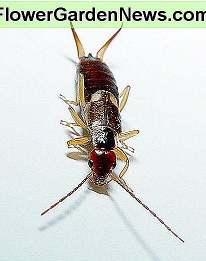 Earwig Earwig