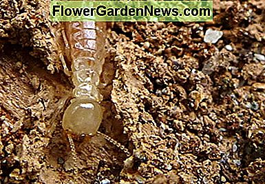 Alkanas termitas A hungry termite
