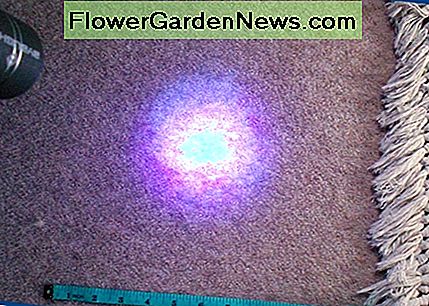 พื้นที่เดียวกันของพรมดูแตกต่างกันมากเมื่อฉันส่องแสง UV ดำกับมัน! The same area of carpet looks very different when I shine the UV Black Light on it!