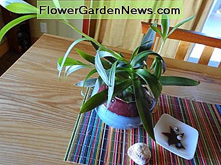 Zimmerpflanzen werden wöchentlich bewässert und gedüngt. Houseplants watered and fertilized weekly.