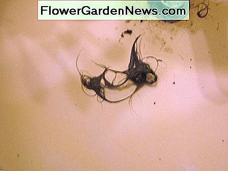 Ewwwwww - โชคดีหรือไม่มาก Ewwwwww - yucky or wot.