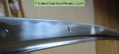 Tropfen Chojiöl auf einer Katana-Klinge. Drops of choji oil on a katana blade.