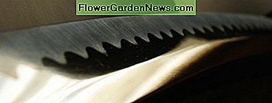 Das Spiegelfinish auf einer Katana-Klinge. The mirror finish on a katana blade.