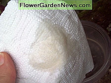 ใส่น้ำมันมะกอกและน้ำมะนาวลงบนผ้ากระดาษ Put some olive oil and lemon juice on a paper towel.