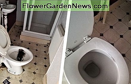 Această toaletă a făcut multă înălbire și răzuire pentru ao readuce într-o stare utilizabilă. This toilet took a lot of bleach and scraping to bring it back to a usable condition.