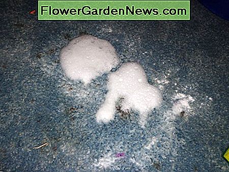 น้ำส้มสายชูน้ำสบู่ทำปฏิกิริยากับโซดาอบ soapy vinegar water reacting with the baking soda