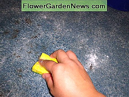 เก็บขัดถูและผสมโซดาและน้ำส้มสายชูลงในพรม keep scrubbing and mixing the baking soda and vinegar water mixture into the carpet