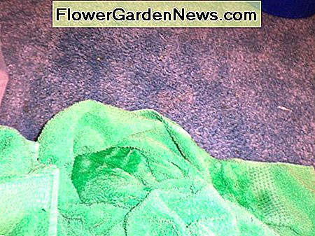 พรมแห้งด้วยผ้าขนหนูและดื่มน้ำให้มากที่สุดเท่าที่จะเป็นไปได้ dry the carpet with a towel and soak up as much water as possible