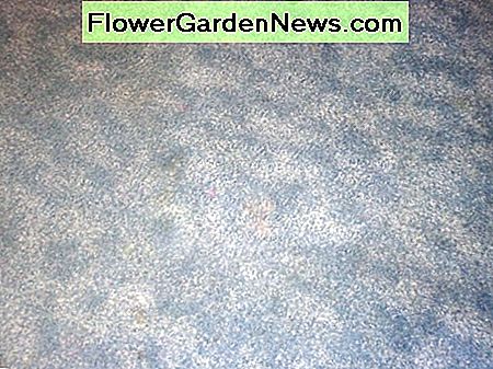 พรมหลังจากทำความสะอาด carpet after cleaning