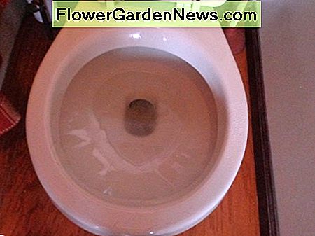 pabarstykite Borax į tualeto dubenį sprinkle Borax into the toilet bowl