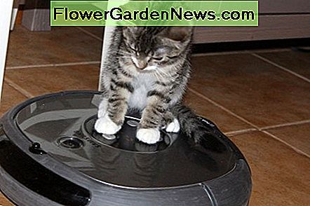Robuuste vacuĂĽmtechnologie is het ultieme, maar je moet je kat dit waarschijnlijk niet laten doen. Robotic vacuum technology is the ultimate, but you probably shouldn't let your cat do this.