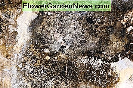 Schimmel kan mensen ziek maken. Mold can make people sick.