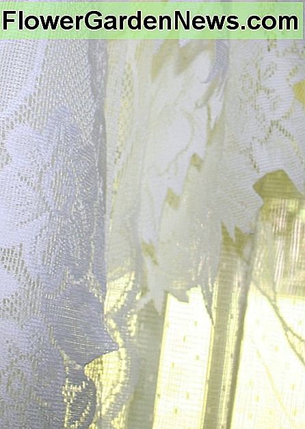Reinigen Sie Vintage-Spitze. Clean vintage lace.