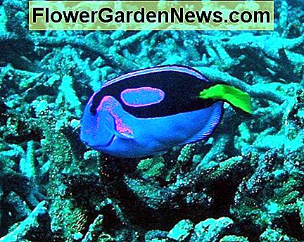 พิพิธภัณฑ์สัตว์น้ำ Coral และ Pacific Blue Tang Fish กระจกใสช่วยรักษาความงดงามของฉากใต้น้ำ Aquarium with Coral and Pacific Blue Tang Fish. Clear glass preserves the beauty of the underwater scene.