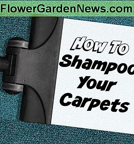 Shampooing der Teppich ist nicht schwer, nur etwas Zeit Shampooing the carpet is not difficult, just allow some time