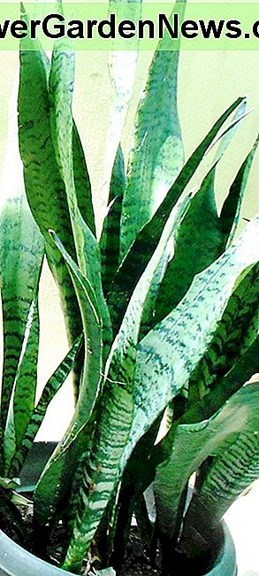 Planta de serpiente. Snake Plant.