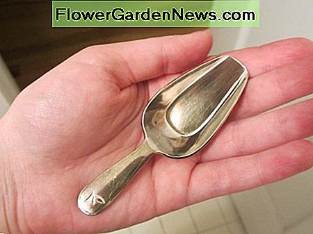 ตักน้ำชาของฉันหลังจากเสร็จสิ้นการทำความสะอาด My shiny tea scoop after finishing the cleaning process.