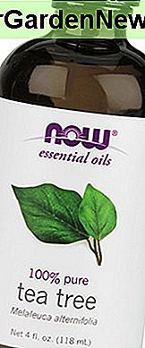 NOW Foods Teebaumöl 4 Unze
