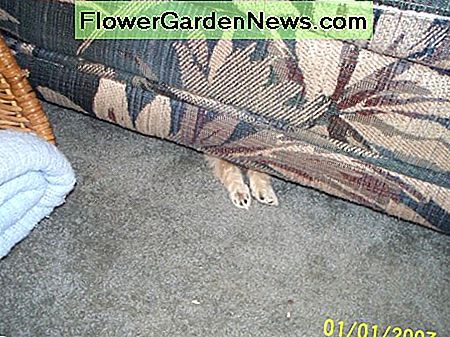 Welpen arbeiten am besten, um die versteckten Staubhäschen von Sofas oder Sofas zu befreien. Puppies work best to clear out the hidden dust bunnies from under sofas, or couches.