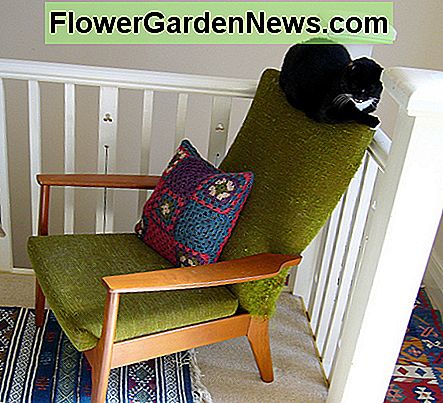 Medinė kėdė su žaliuoju baldu ir katinu ( Wooden Chair with Green Upholstery - and a Cat (Photo courtesy by tricoteuse from Flickr)