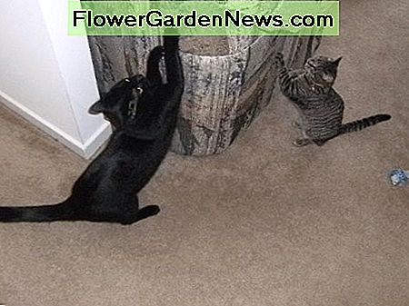 Katzen haben keinen Respekt vor Möbeln oder Teppichen. Cats have no respect for furniture or carpet.