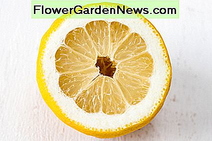 Zitronensaft reinigt nicht nur, sondern desinfiziert auch. Lemon juice not only cleans, but also disinfects.