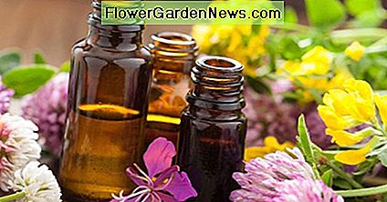 Ätherische Öle sind die besten Aromen und ausgezeichnete natürliche Desinfektionsmittel. Essential oils are the best flavors and excellent natural disinfectants.