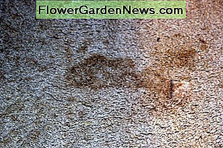 พรมปูพรมสำหรับครอบครัวของผู้แต่งก่อนทำความสะอาด The author's stained family room carpet, before cleaning.