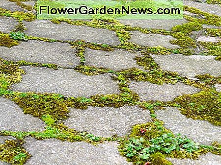 Moss gepflanzt zwischen Betonblöcken. Moss planted between concrete blocks.