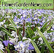 Chionodoxa, Ruhm des Schnees, Chionodoxa forbesii, Chionodoxa Luciliae, Chionodoxi Siehei, Chionodoxa sardensis, Frühlingszwiebeln, Frühe Frühlingsblüte