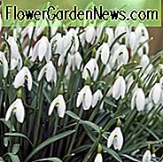 Galanthus, Galanthus Nivalis, Schneeglöckchen, Gewöhnliches Schneeglöckchen, Schöne Mädchen vom Februar, Kleine Schwester des Schnees, Reinigungsblume, Lichtmess Glocken, Lichtmess Lilie, Gemeine Glocken, früh blühende Zwiebel, Winterzwiebel, weiß blühende Zwiebel
