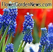 Muscari Armeniacum, Traubenhyazinthe, Bulbs Design, Frühlingszwiebeln, Sommerzwiebeln, Herbst Fulbs, Landschaftsgestaltung, Garten Ideen