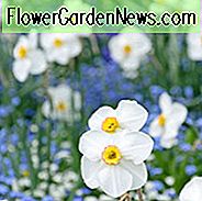 Narcissus 'Actaea', PÄskelilja 'Actaea', Poeticus PÄsklilja 'Actaea', vÄrlökar, vÄrblommor, sen vÄrlampa, doftande pÄsklilja