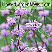 Phlomis Tuberosa, Jerusalem Salbei, Trockenheitsresistente Stauden, Rosa Stauden, Lavendel Stauden