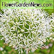 Allium Karataviense Elfenbein-Königin, Turkestan Zwiebel-Elfenbein-Königin, dekorative Zwiebel Elfenbein-Königin, Kara Tau Knoblauch 'Elfenbein-Königin', Frühlings-Birnen, Frühlings-Blumen-weiße Zwiebeln, Spätfrühlings-Blüte, Frühsommer-Blüte