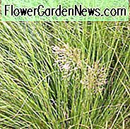 Sporobolus Heterolepis, Prärie-dropseed, Prärie-Tropfensamen, dekoratives Gras