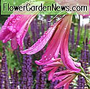 Gladiolus Byzantinus, Gladiolus Nanus 'Byzantinus', Byzantinische Gladiolus, Purple Gladiolus, lila Schwertlilie