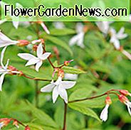 Gillenia Trifoliata, Bowman's Root, indische Physic, Porteranthus Trifoliata