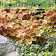 Heuchera 'Caramel', Alumwurzel 'Caramel', Coral Bells 'Karamell', Coral Flower 'Caramel'