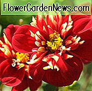 Dahlia 'Impression Festivo', 'Impression Festivo' Dahlia, Collarette Dahlias, Impression Dahlias, Røde Dahlia Blomster, Bicolor Dahlias, Dahlia Tubers, Dahlia Pærer, Dahlia Blomst, Dahlia Blomster, Sommerpærer