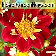 Dahlia 'Impression Fuego', 'Impression Fuego' Dahlia, Collarette Dahlias, Impression Dahlias, Røde Dahlia Blomster, Bicolor Dahlias, Dahlia Knolde, Dahlia Løg, Dahlia Blomst, Dahlia Blomster, Summerløg
