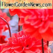 Dahlia 'Ellen Huston', Dahlia 'Ellen Houston