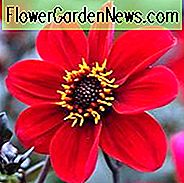 Dahlia 'Happy Single Romeo',