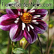 Dahlia 'Impression Fabula', 'Impression Fabula' Dahlia, Collarette Dahlias, Impression Dahlias, Lilla Dahlia Blomster, Bicolor Dahlias, Dahlia Knolde, Dahlia Pærer, Dahlia Blomst, Dahlia Blomster, sommerpærer