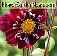 Dahlia 'Impression Fantastico', 'Impression Fantastico' Dahlia, Collarette Dahlias, Impression Dahlias, Lilla Dahlia Blomster, Bicolor Dahlias, Dahlia Knolde, Dahlia Pærer, Dahlia Blomst, Dahlia Blomster, Sommerpærer