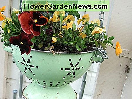Vergieten heeft al gaten voor afwatering. Colanders already have holes for drainage.