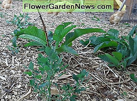 Hühner-, Beinwell- und Lämmerviertel sind alle im Schatten. Chickens, comfrey and lambs quarters all make great crops in the shade.