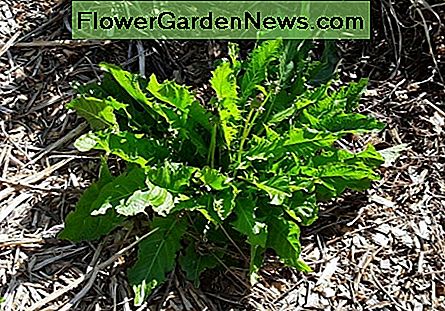 Vergiss nicht den bescheidenen Löwenzahn. Es wächst schön im Schatten und macht gute Salate und Futter. Don't forget the humble dandelion. It grows beautifully in the shade and makes good salad greens and fodder.